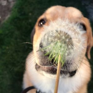 Meet your Posher, Ella